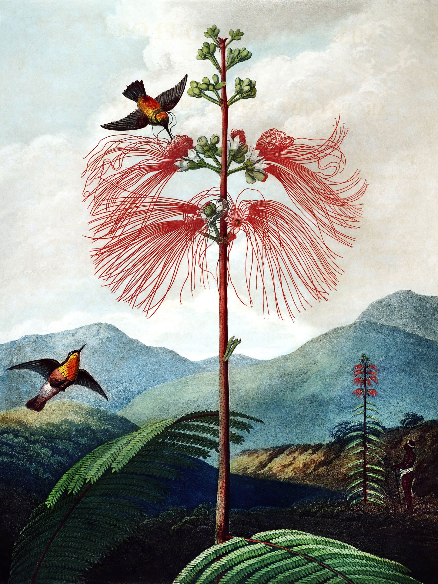 Pianta Sensibile Fiorita Grande