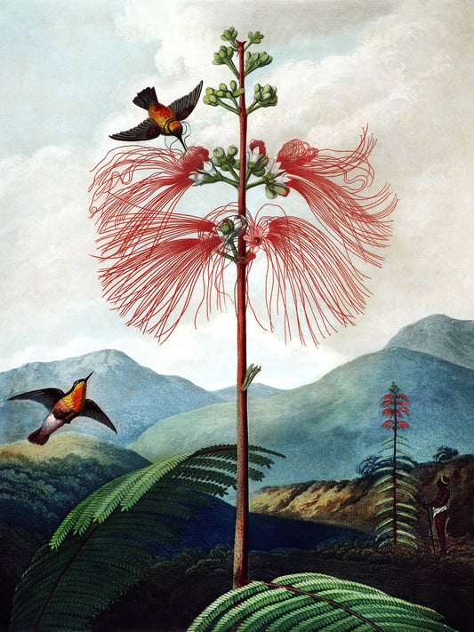 Large Flowering Sensitive Plant