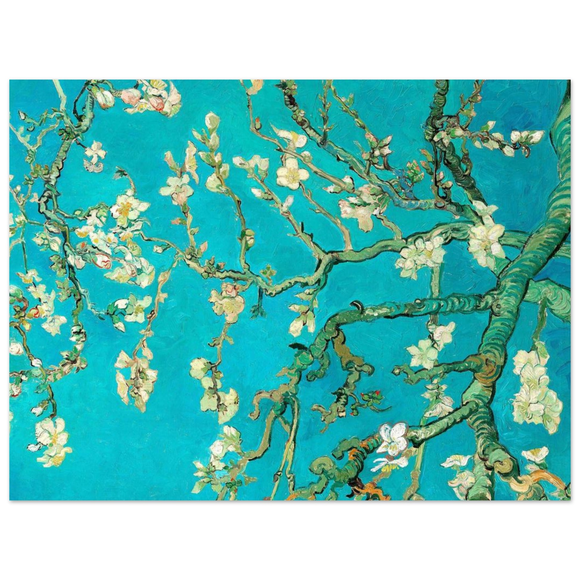 Fioritura di Mandorlo - Vincent van Gogh - Poster senza cornice