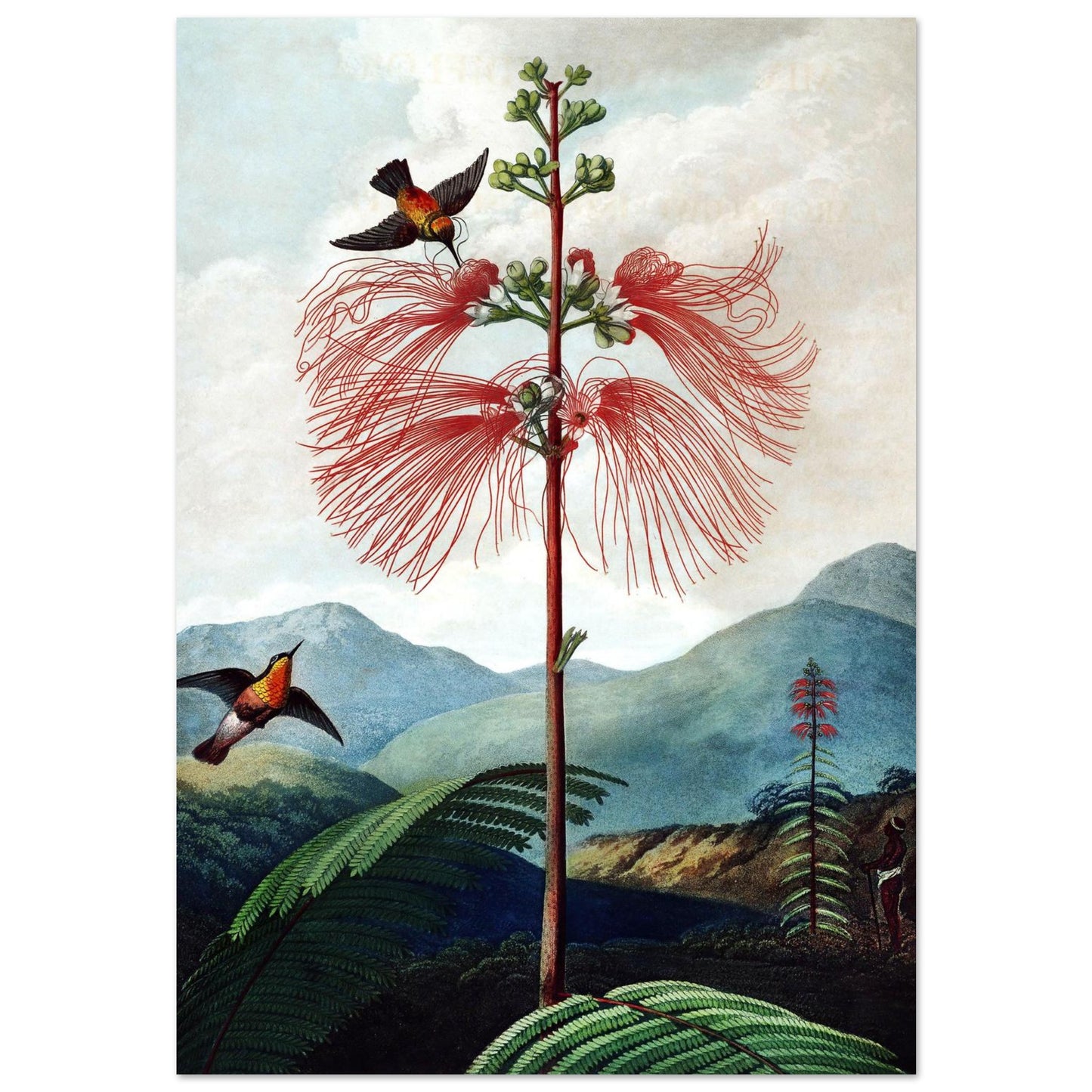 Pianta Sensibile Fiorita Grande - Poster senza cornice
