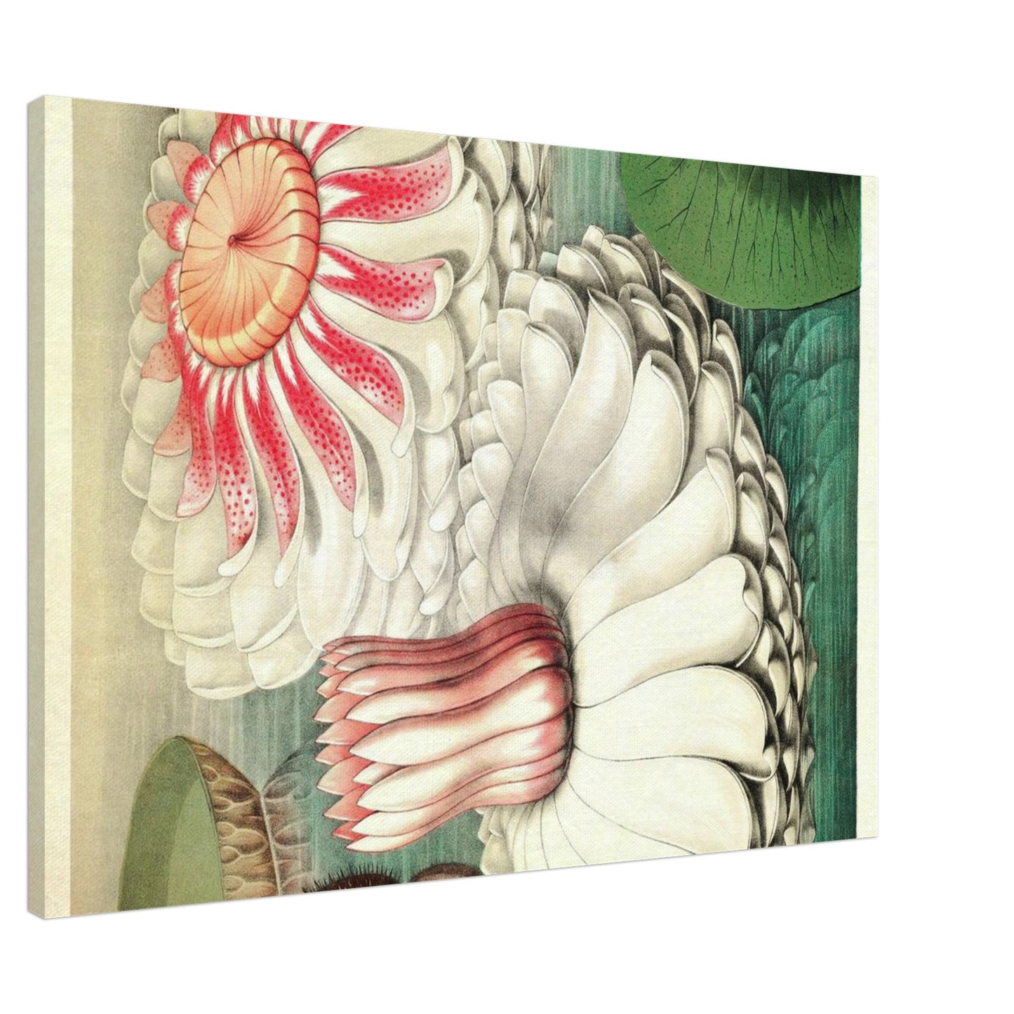 La Grande Ninfea - Claude Monet - Canvas thick