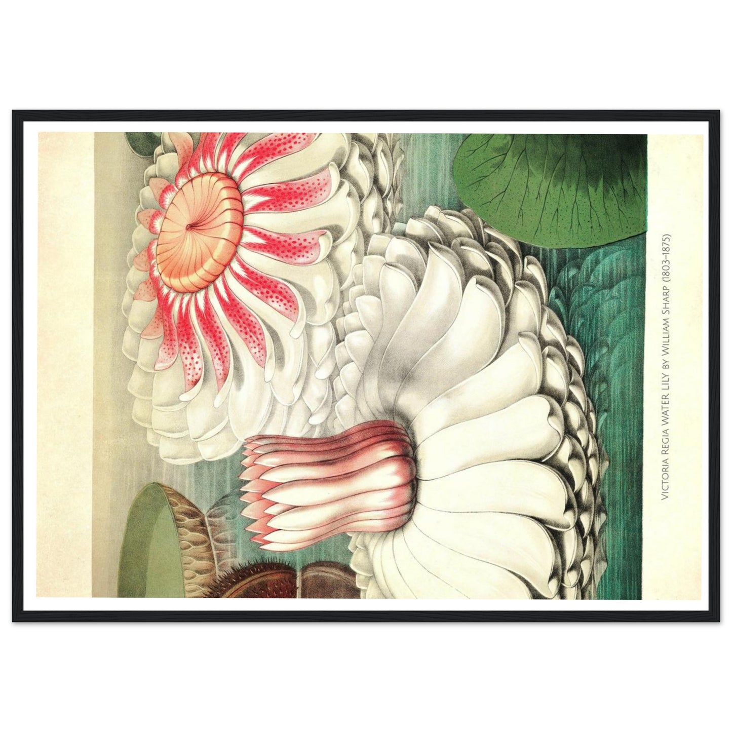 La Grande Ninfea - Claude Monet - Poster con cornice