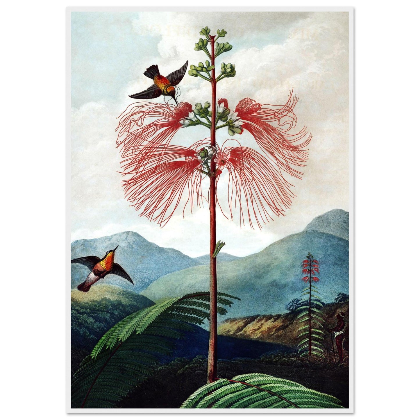 Pianta Sensibile Fiorita Grande - Poster con cornice